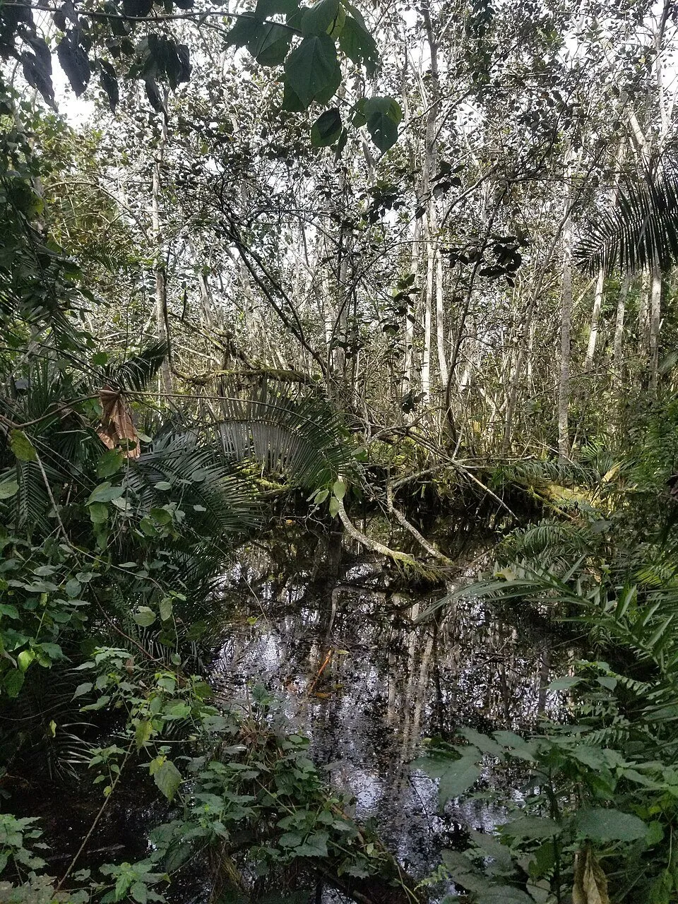Bigodi Wetland sanctuary near Kibale National Park in Uganda