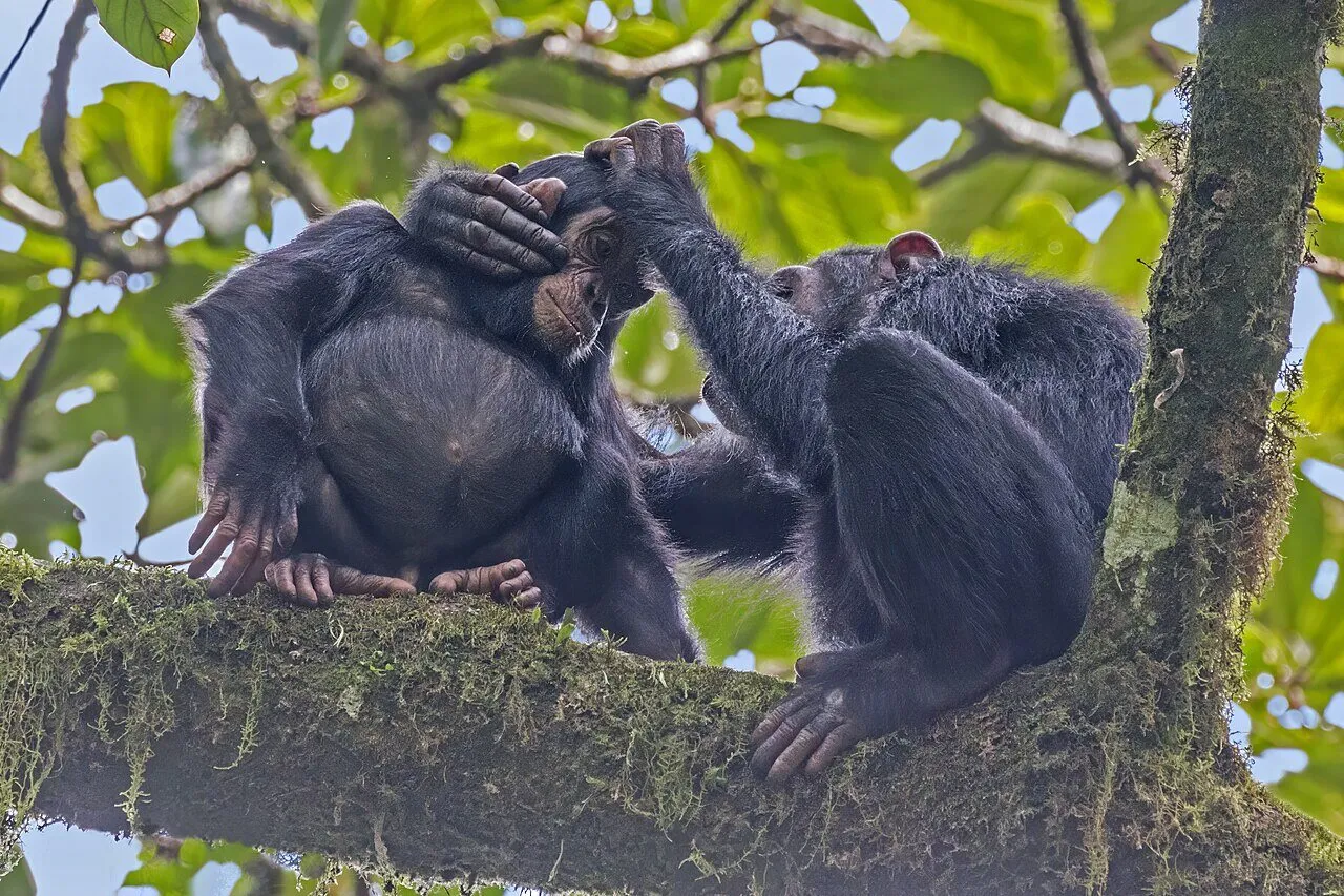 Two eastern chimpanzees grooming during a Kibale forest trek