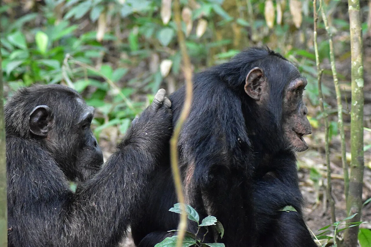 Group of chimpanzees resting together in Kibale Forest National Park