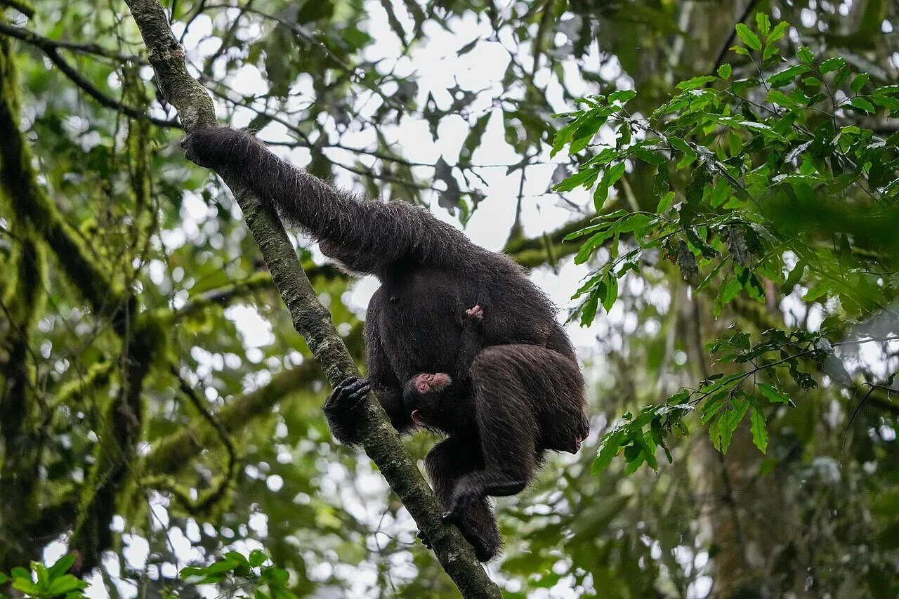 Chimpanzee mother carrying her baby in Kibale National Park Uganda