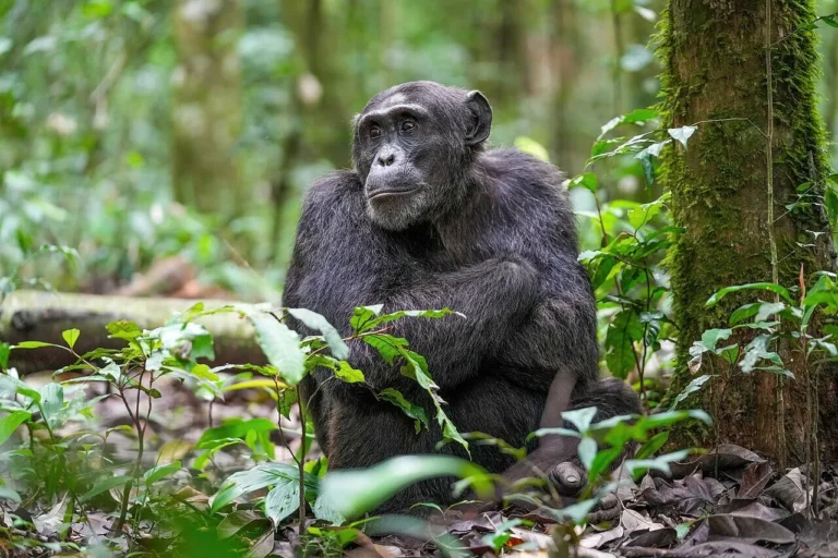 Uganda Primate Safaris from Malaysia