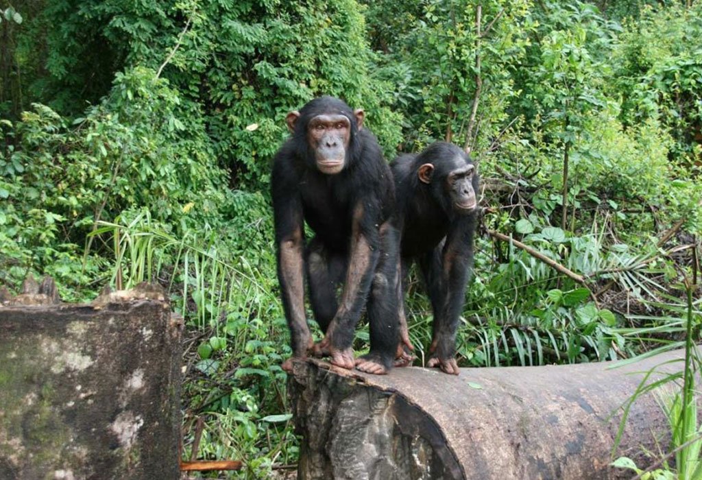 Chimpanzee Trekking in Kibale Forest National Park