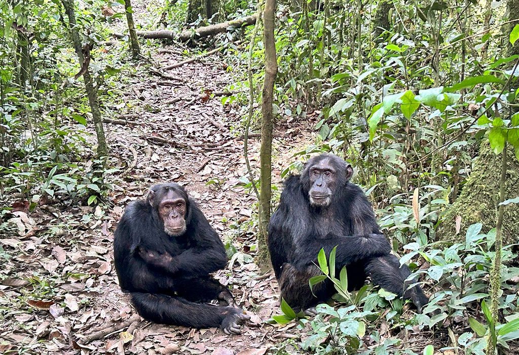 Chimpanzees in Kibale Forest Uganda