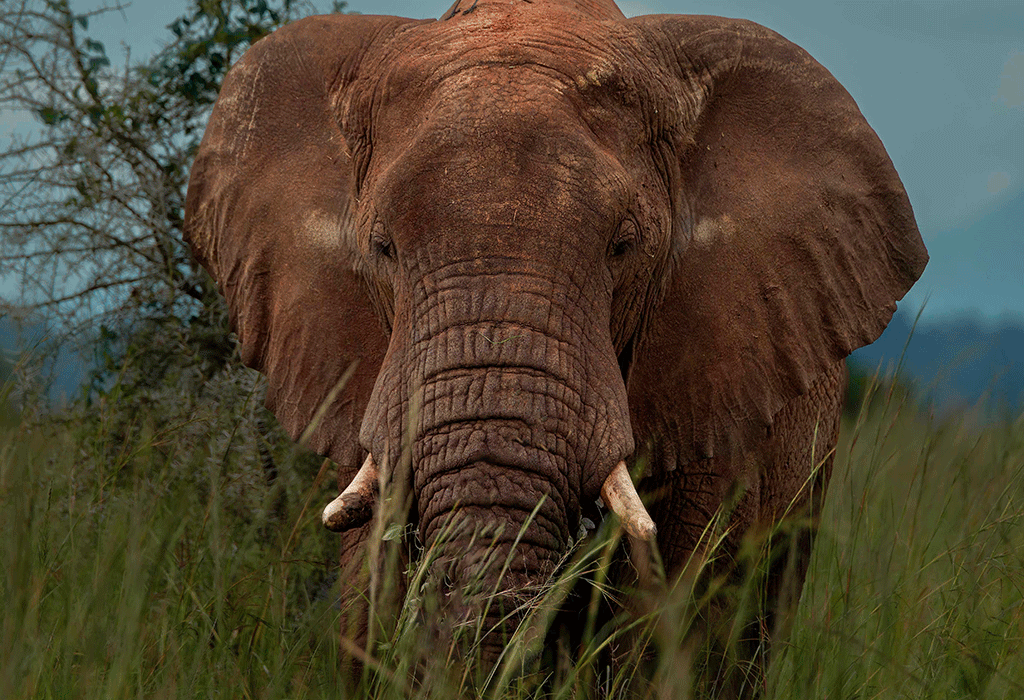 3-Day Kidepo Valley National Park Wildlife Safari