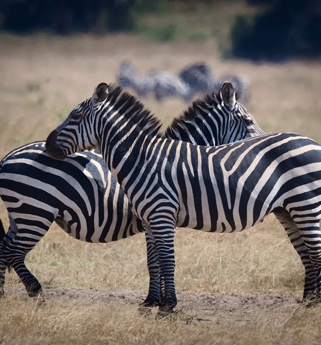 Akagera National Park