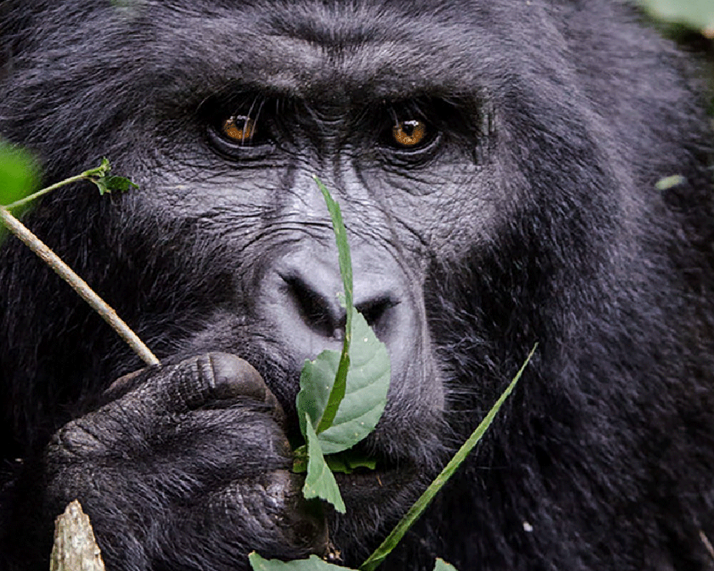 Bwindi Impenetrable National Park