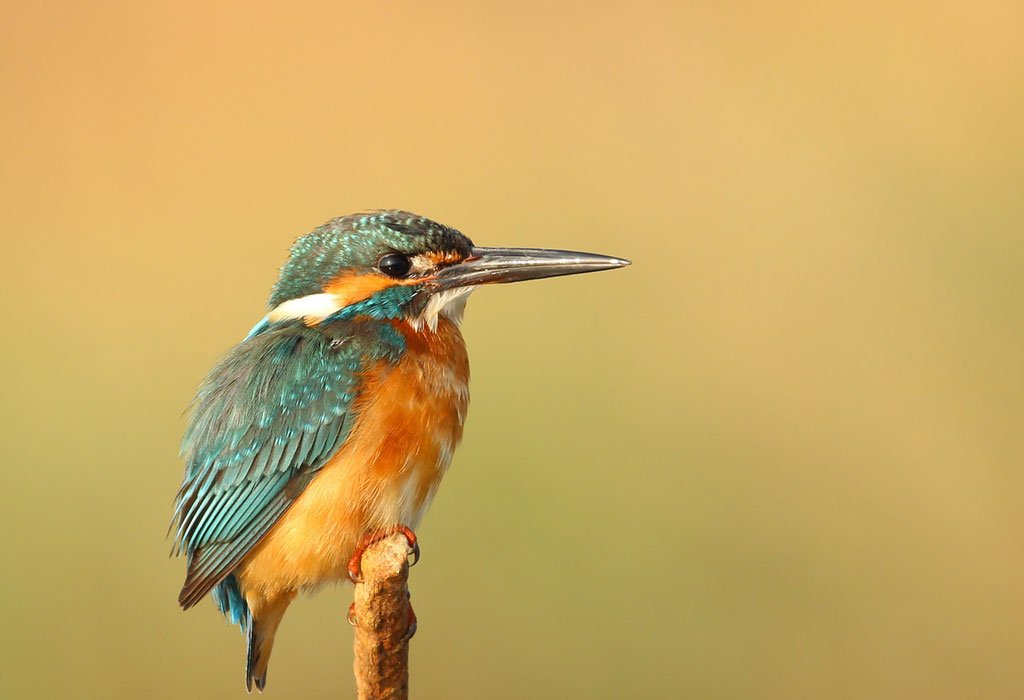 Bird Watching