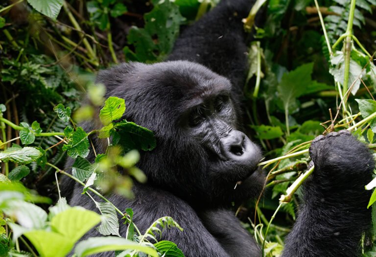 4 Days Uganda Gorilla Trekking Safari