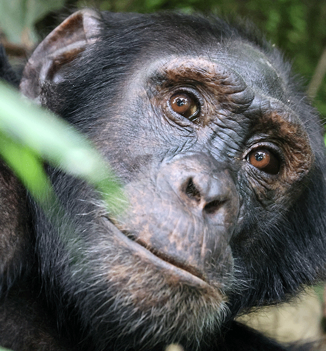 Kibale Forest National Park