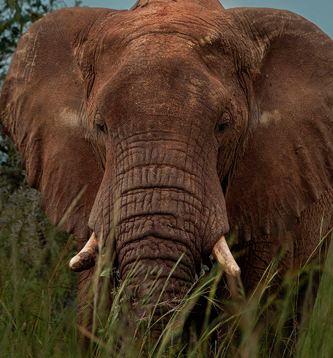 Kidepo Valley National Park