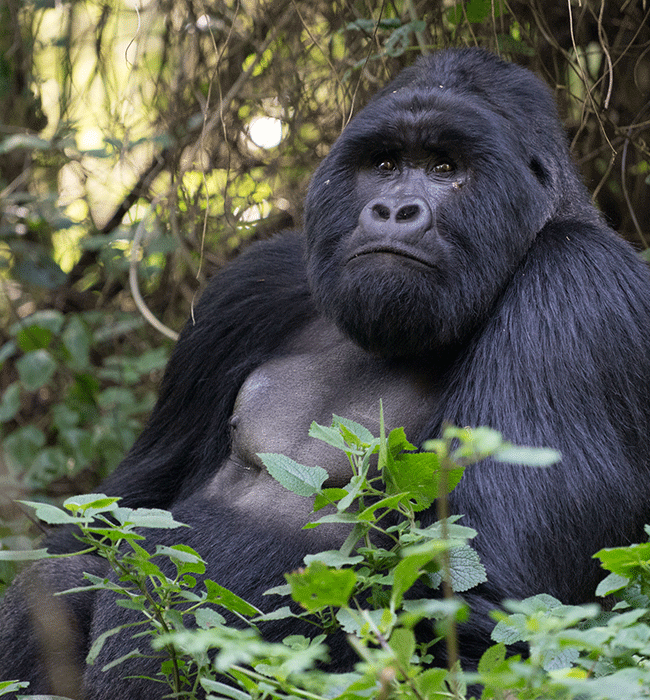 Mgahinga Gorilla National Park
