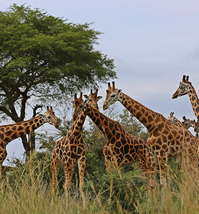 Murchison Falls
