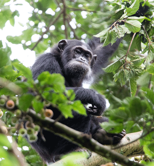 Nyungwe Forest National Park