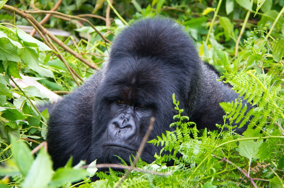Comparing Uganda and Rwanda Gorilla Trekking Experiences