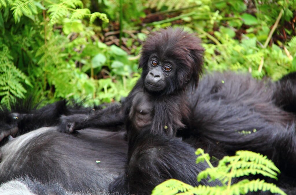 Gorilla Trekking Luxury Safari