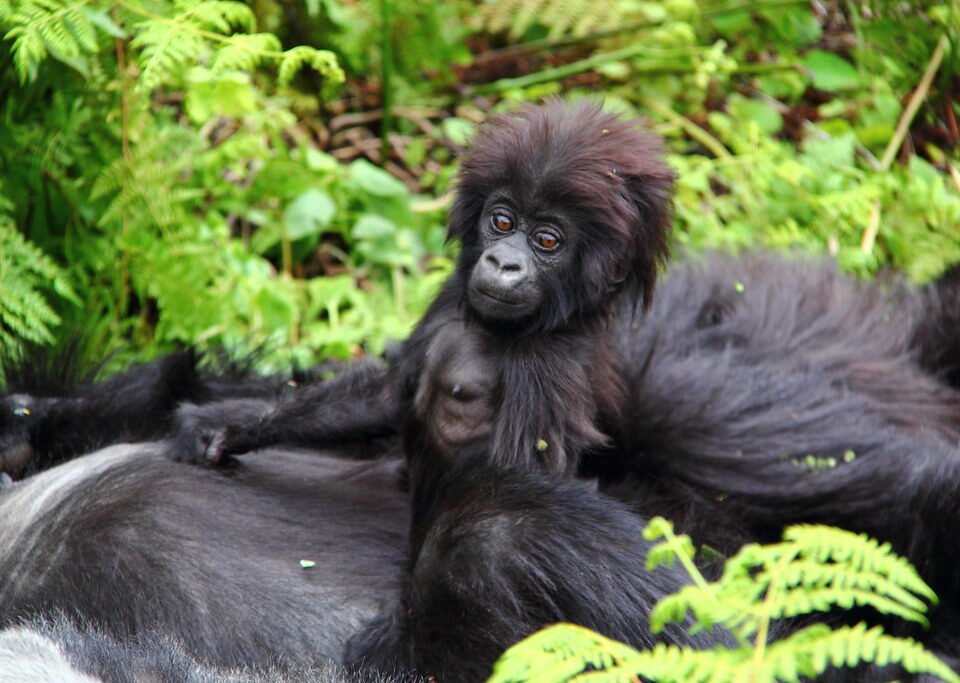 Gorilla Trekking Luxury Safari