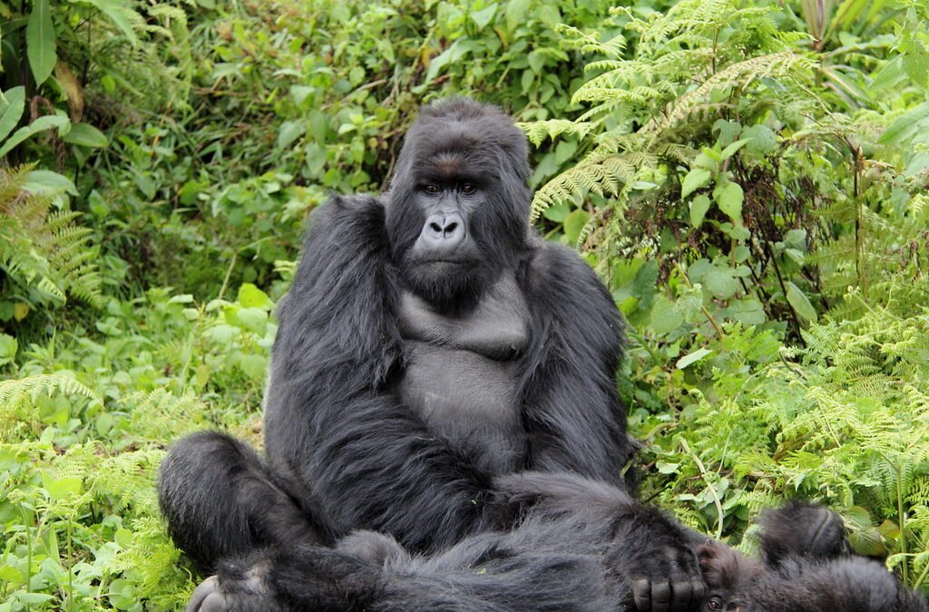Gorilla Trekking Cost Uganda