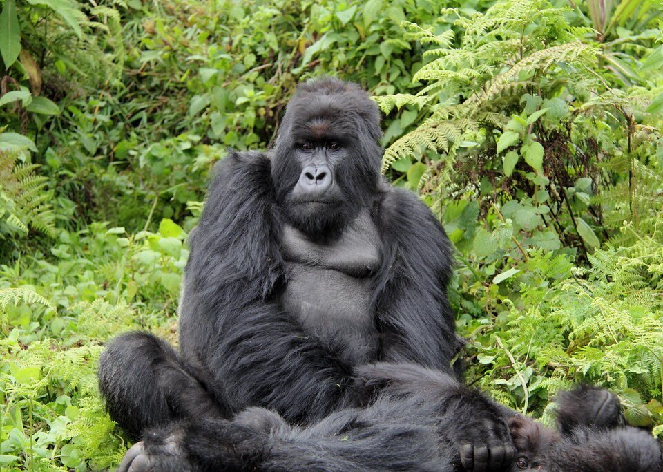 Gorilla Trekking Cost Uganda
