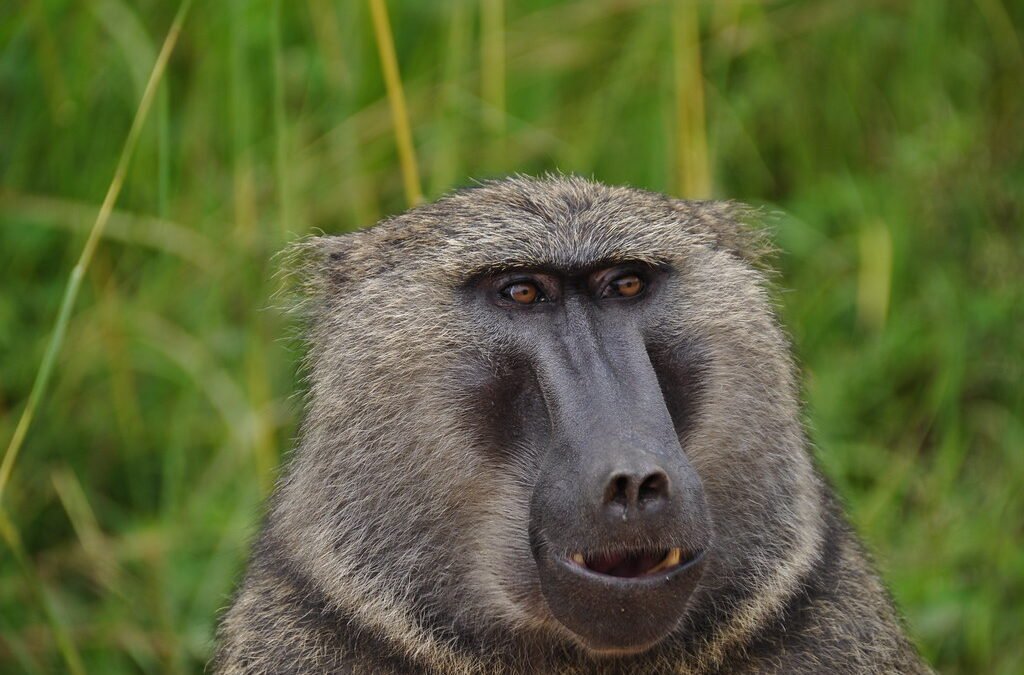 Uganda Safari