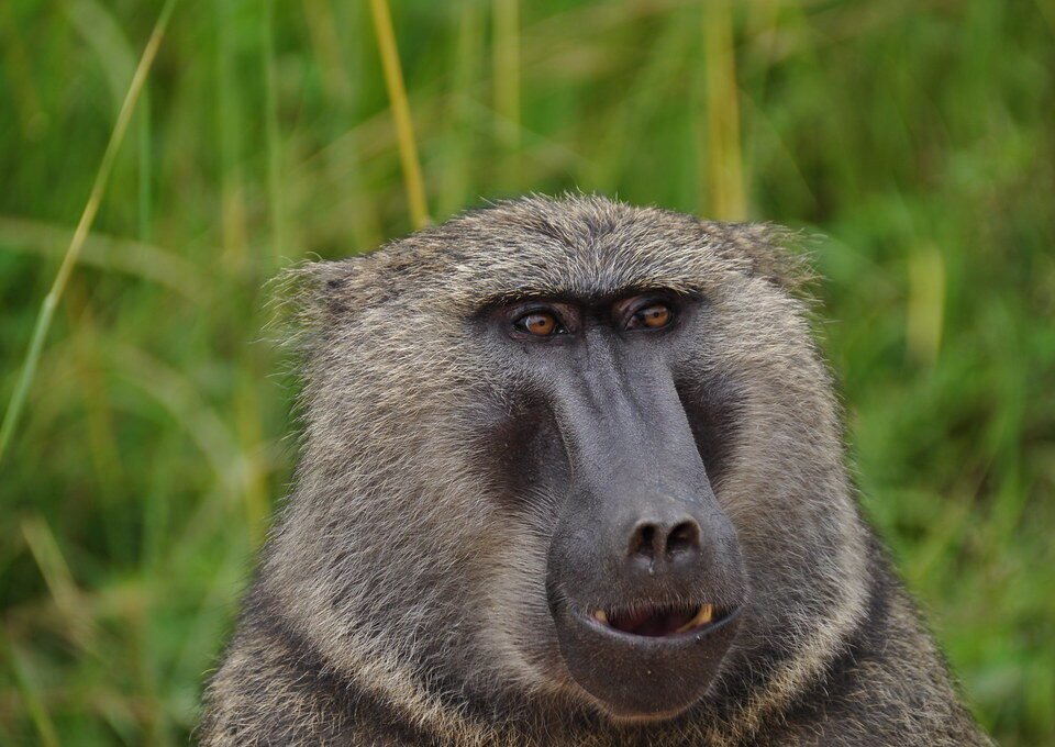 Uganda Safari