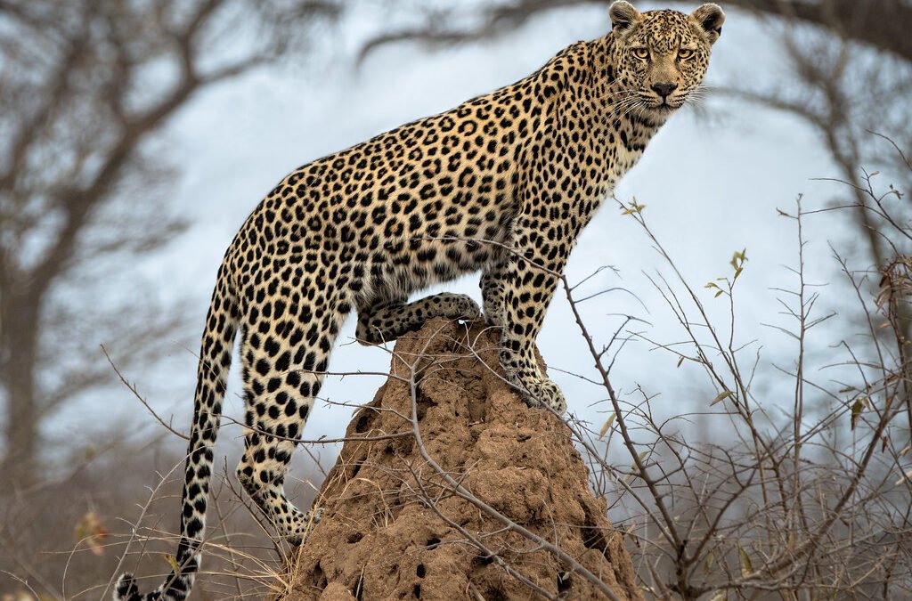 Big Five Uganda