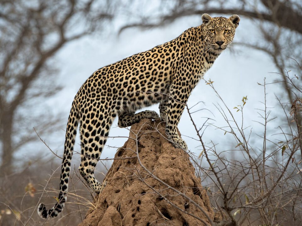 Big Five Uganda
