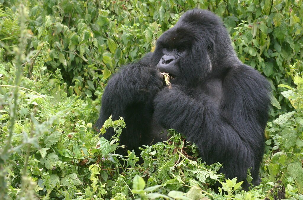 Gorilla habituation Uganda