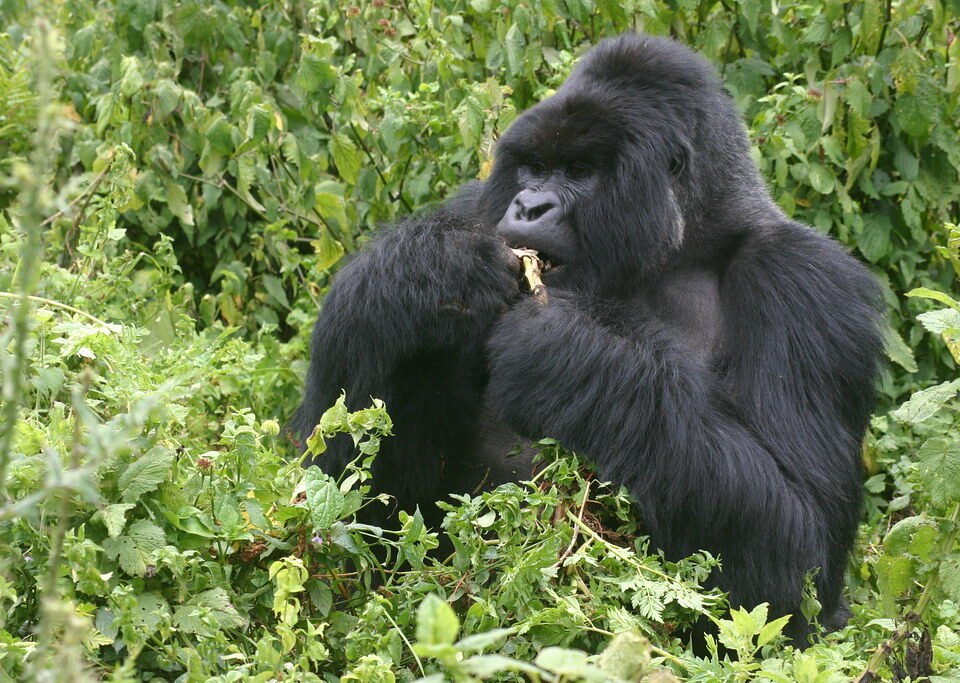 Gorilla habituation Uganda