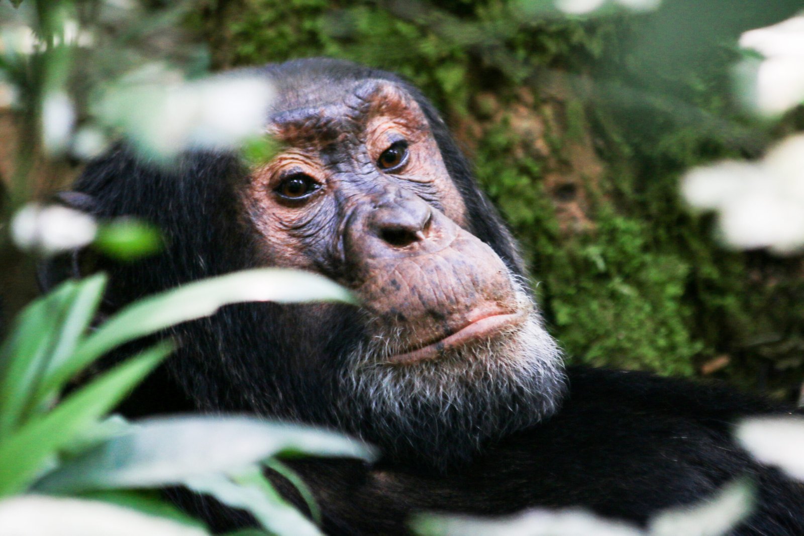 Chimpanzee resting among the trees in Kibale Forest National Park