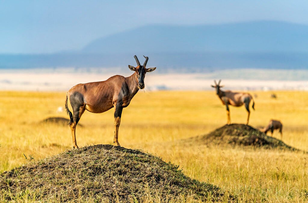 7 Day Uganda Rwanda Wildlife Safari