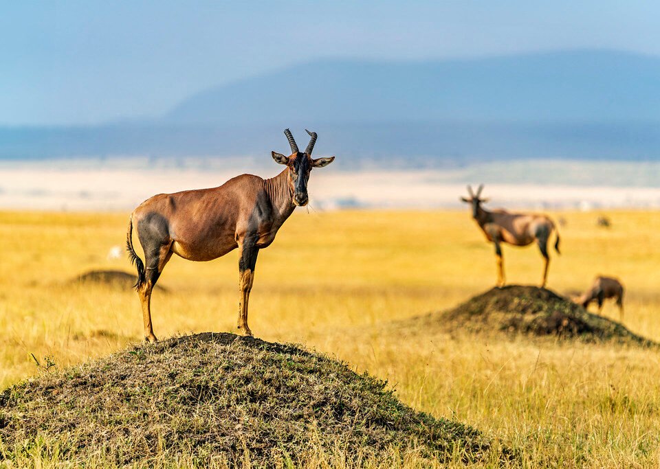 7 Day Uganda Rwanda Wildlife Safari