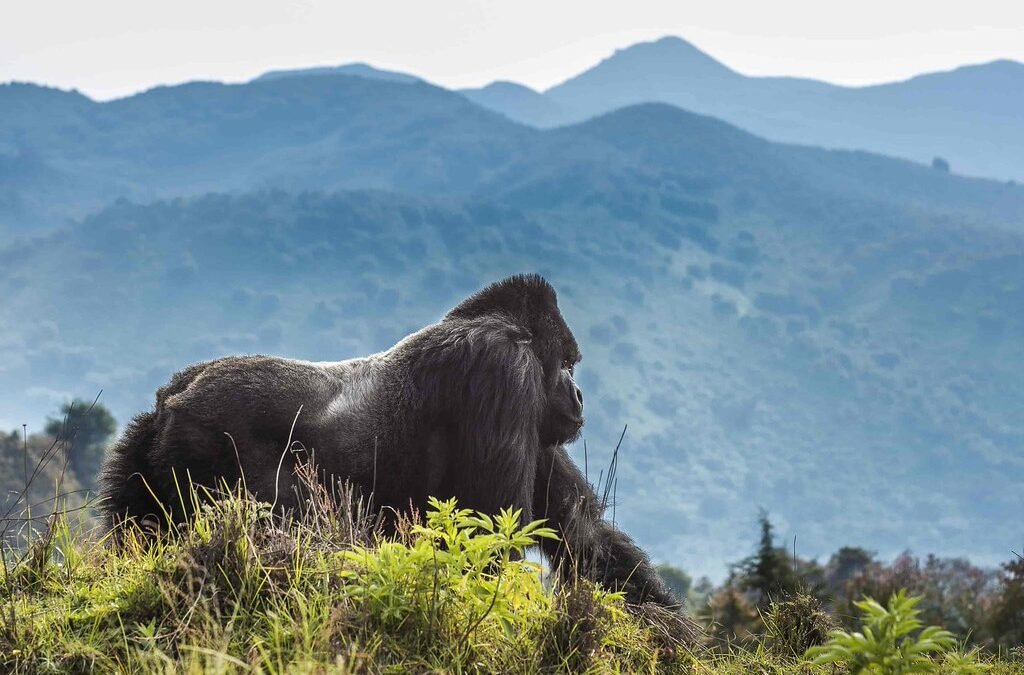 Kigali to Bwindi transfer