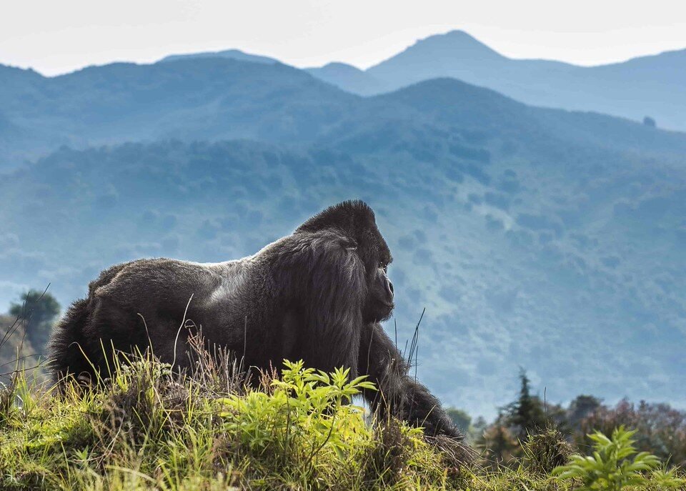 Kigali to Bwindi transfer