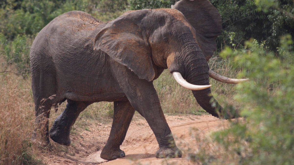Cost of a Safari in Uganda