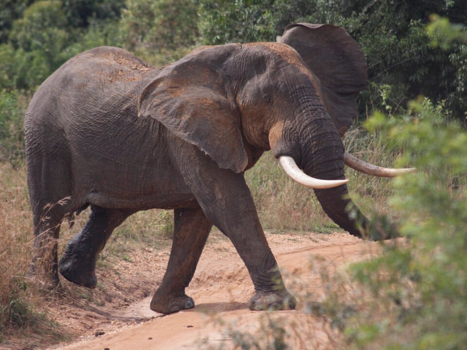 Cost of a Safari in Uganda