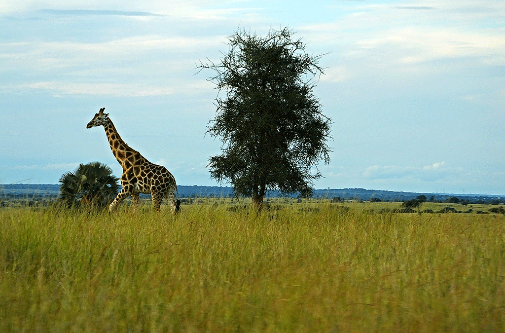 Ebola Uganda Safari