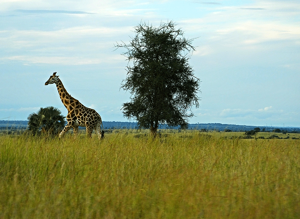 Ebola Uganda Safari