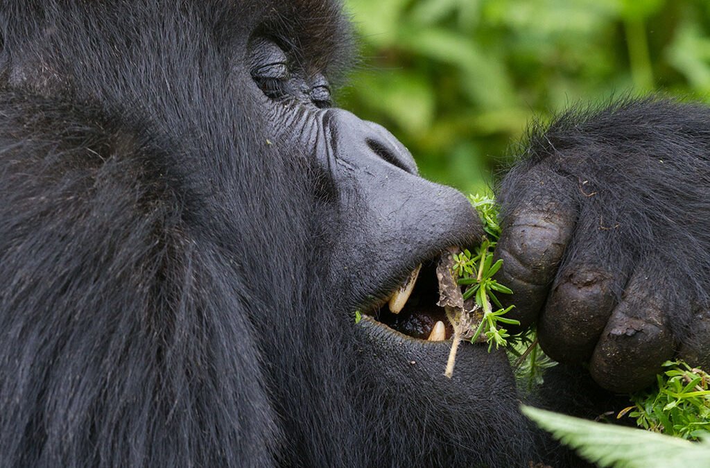 Gorilla trip to Uganda