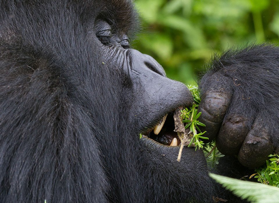Gorilla trip to Uganda