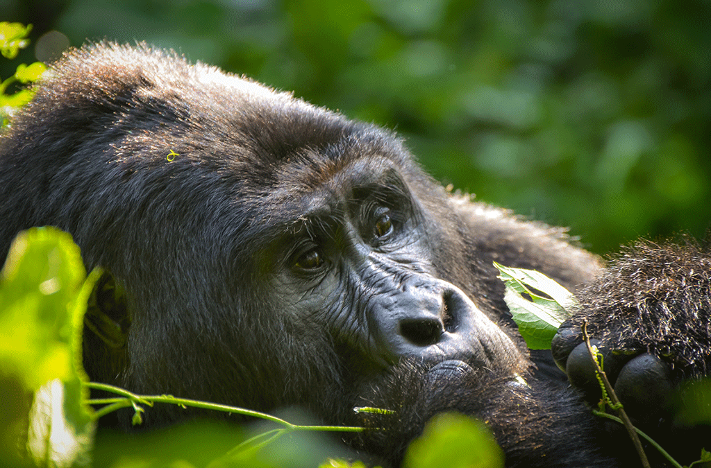 Is Gorilla Trekking Safe During Ebola in Uganda?