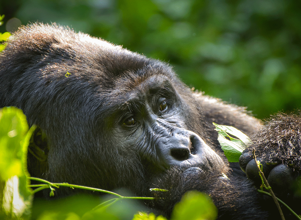 Is Gorilla Trekking Safe During Ebola in Uganda?