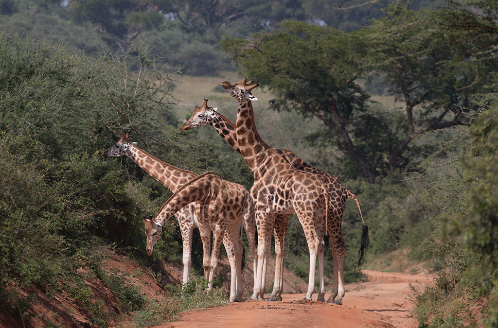 Is It Safe to Travel to Uganda for a Safari?