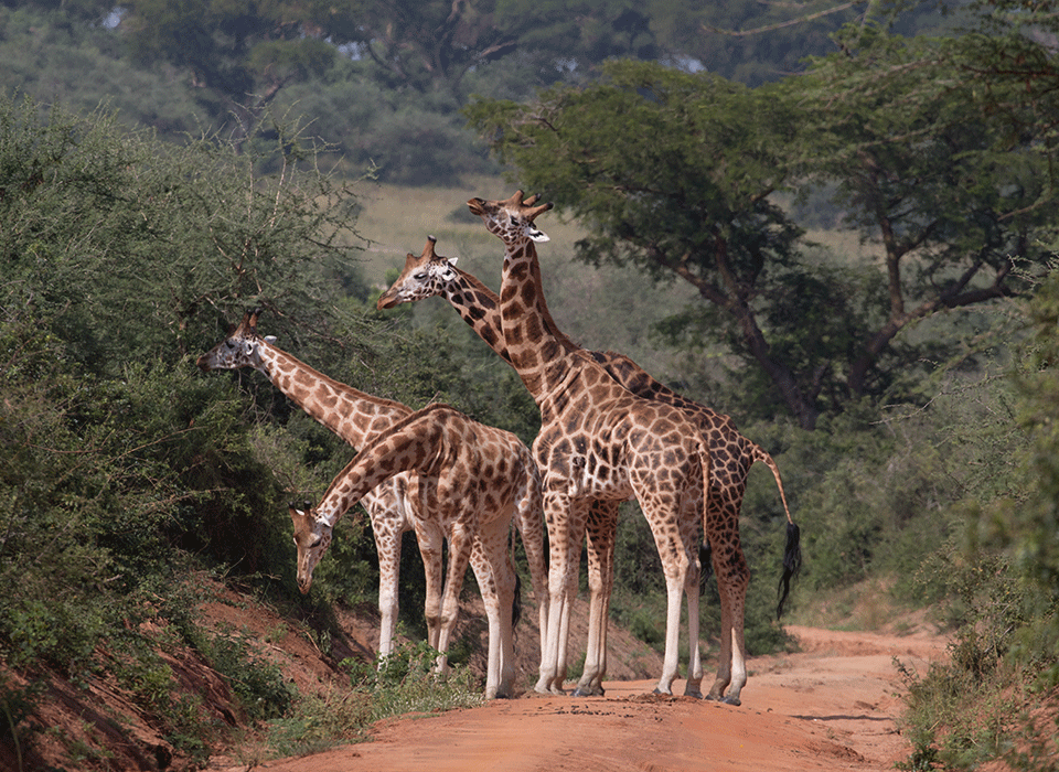 Is It Safe to Travel to Uganda for a Safari?