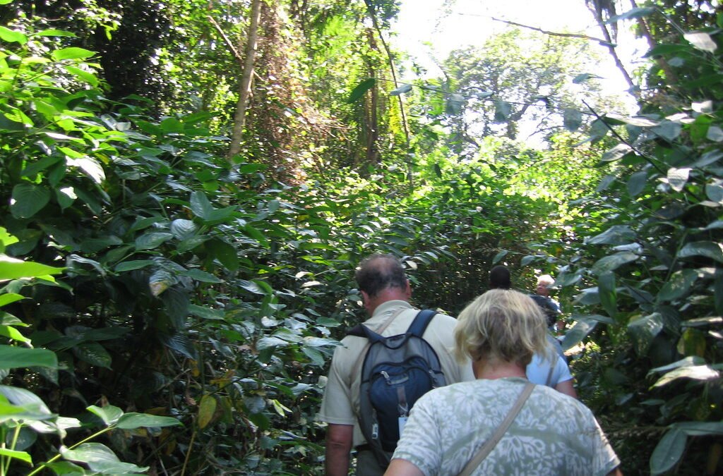 Gorilla vs Chimpanzee Trekking