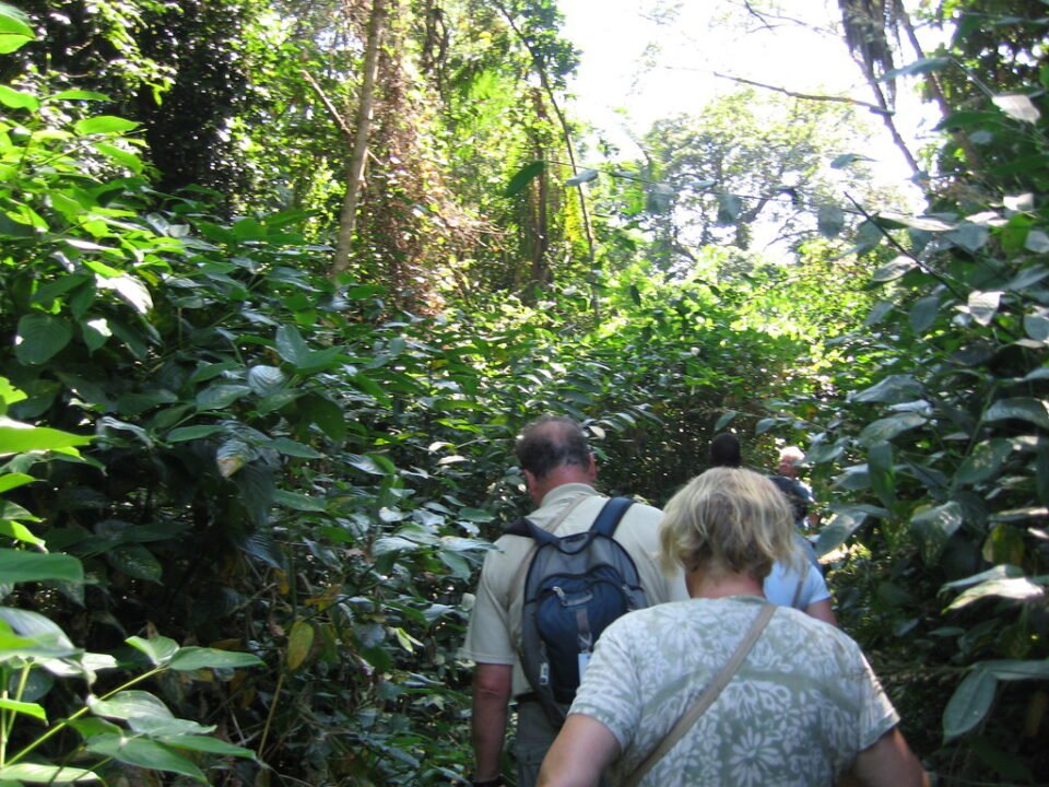Gorilla vs Chimpanzee Trekking