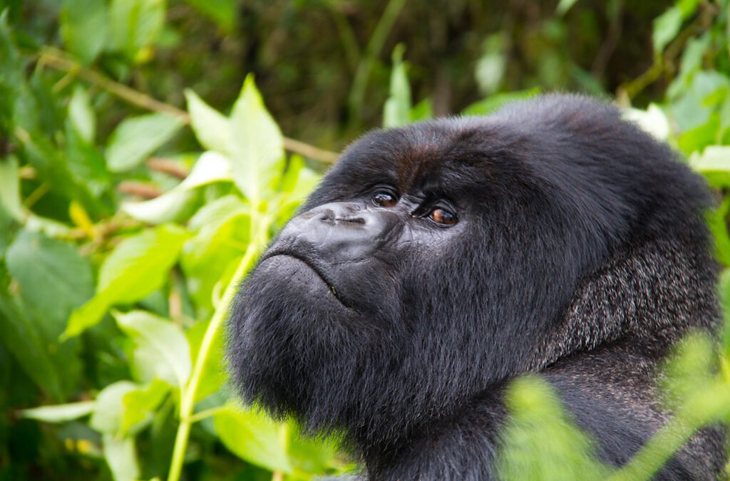 Don't Find Gorillas During Trekking