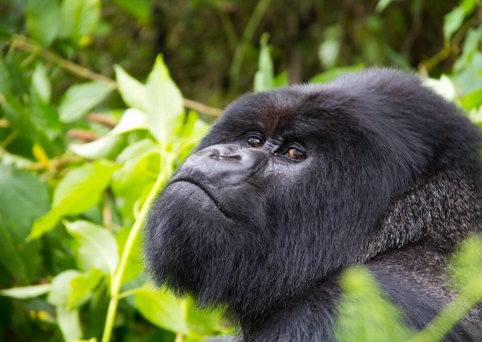Don't Find Gorillas During Trekking