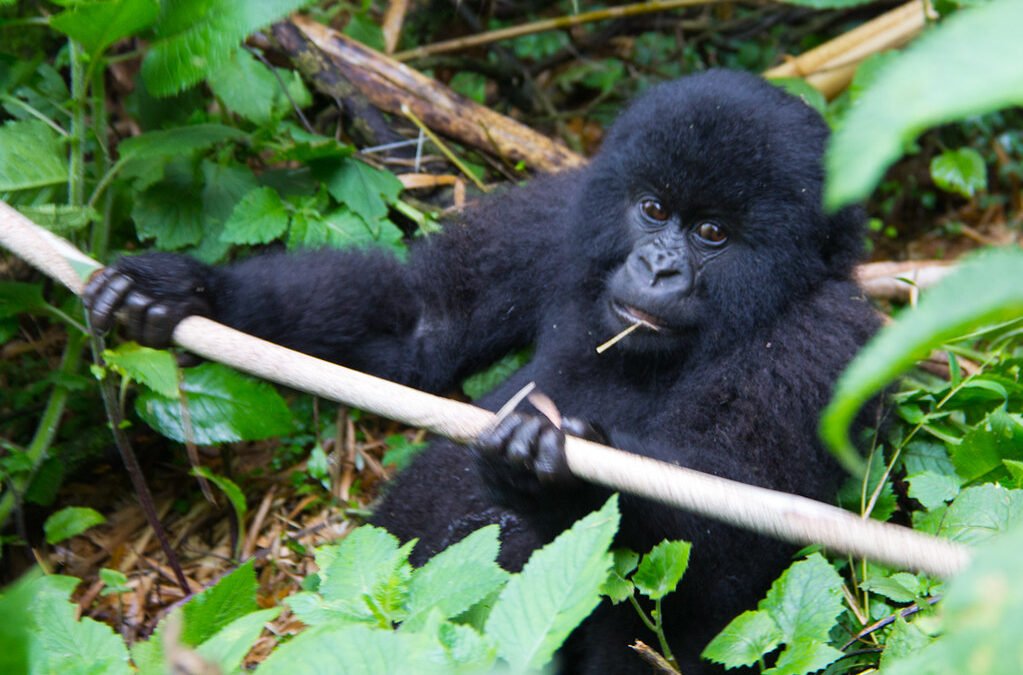 Beginners Gorilla Trekking