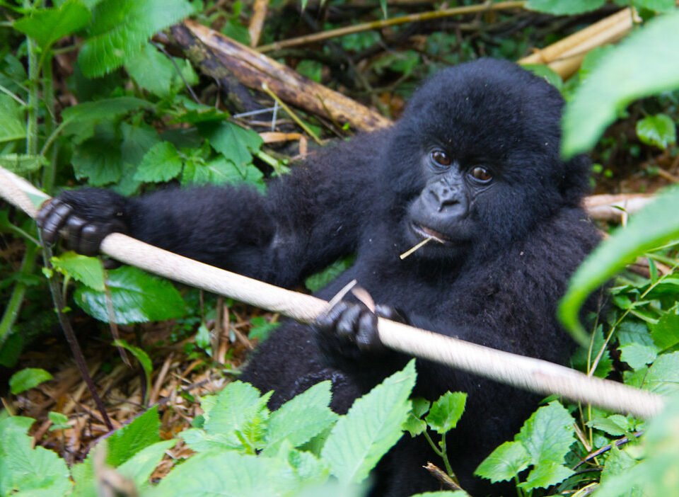 Beginners Gorilla Trekking