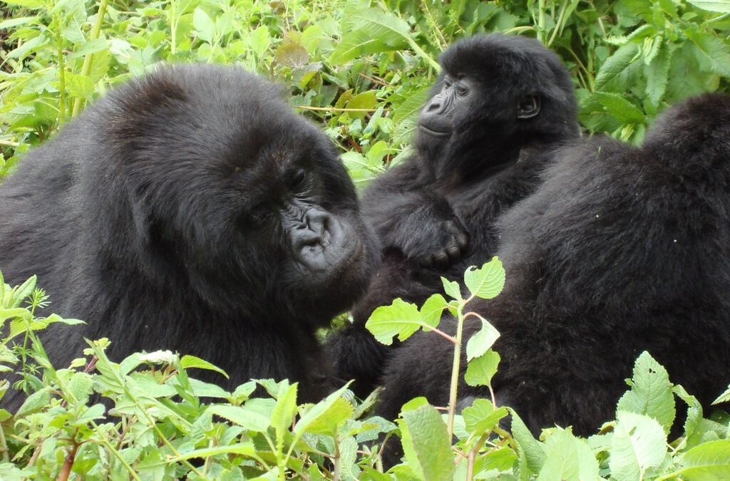 Plan Gorilla Trek